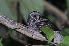 Little Nightjar